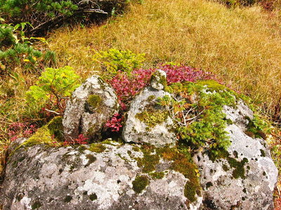 ● ２体の仏様が所々に祀られてた、道神のように。