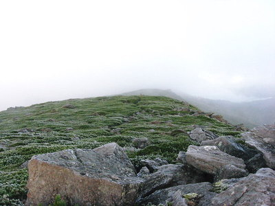 ● ハイマッつて強い植物なんだね、苛酷な環境にも生きるんだから