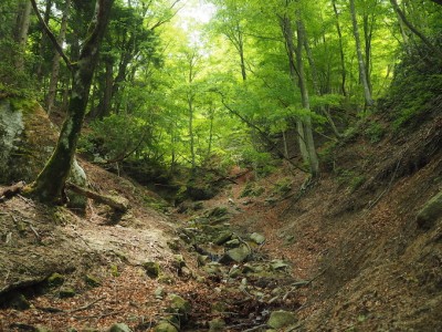 新緑のクルシ谷上流