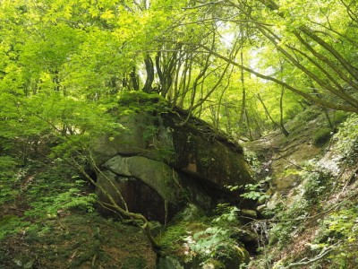 新緑の巨岩.jpg