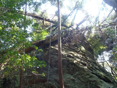 裏行場の倒木