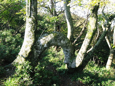 ● 知恵の輪潜りの様なブナがありました、ボケが進みませんようにですね。ボケたジサマは可愛いけど、アルツ徘徊は願い下げだな。