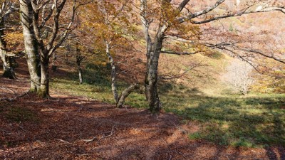 ハッピーツリー