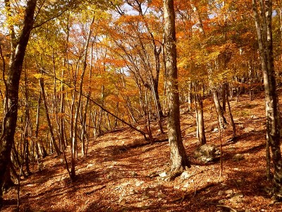 西日に輝く桧塚南斜面