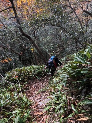 山桜道と名付けられた激登りルート