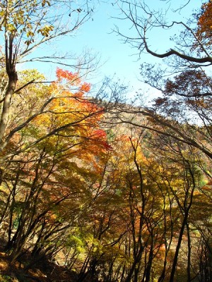 ジャリガ谷右岸尾根の紅葉