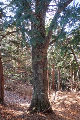 植林の中にもブナの大木
