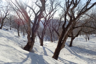 積雪期はこんな感じ