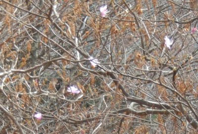 DSCN2323.jpg (163.38 KiB) 閲覧された回数 6439 回 唯一の花