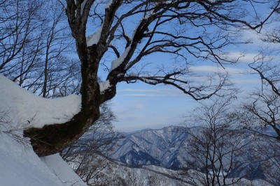 P1026下降点の目印のミズナラ