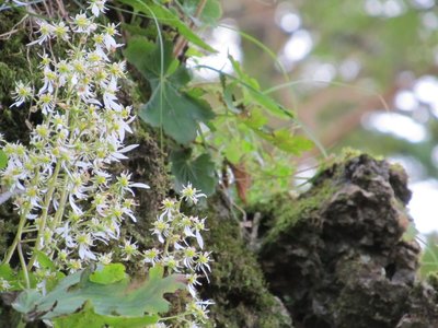 人字草（ジンジソウ）