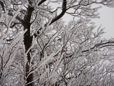 えびのしっぽ？