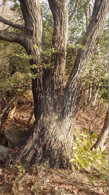 ミツマタノミズナラ？