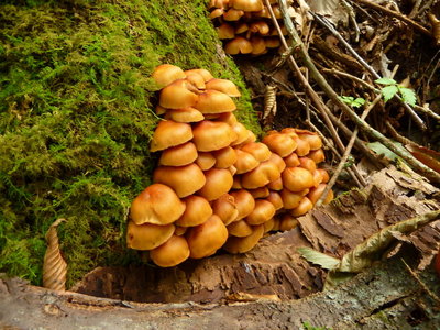 これはおいしい？