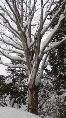 P1310364.jpg (486.72 KiB) 閲覧された回数 3627 回 ・518のケヤキのような木