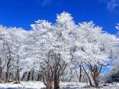 霧氷が出迎えてくれる