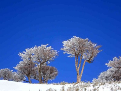 P2050060.jpg (65.86 KiB) 閲覧された回数 3128 回 霧氷