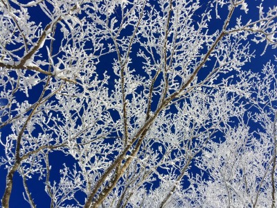 IMG_3748.jpg (945.6 KiB) 閲覧された回数 1798 回 霧氷