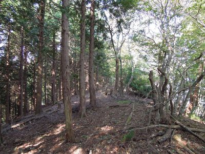 これがキトラか？