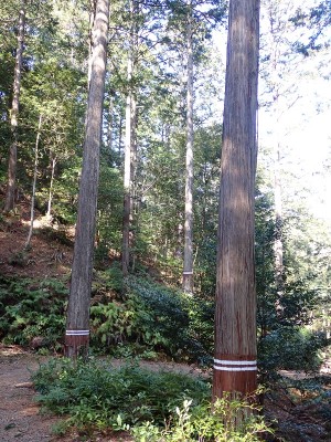 神路山のヒノキ