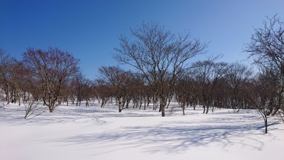 16128000050974(森） - コピー.jpg