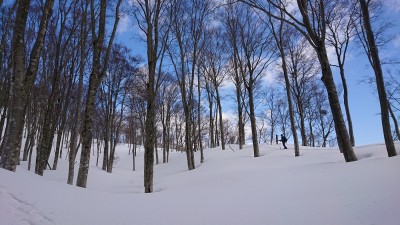 16128004141600(ブナ林） - コピー.jpg