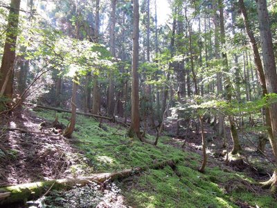 苔の谷間.JPG (182.57 KiB) 閲覧された回数 4108 回 苔の谷間