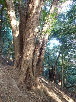 P2110013.JPG (379.57 KiB) 閲覧された回数 1765 回 アガリコ