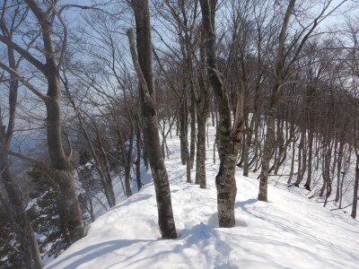 雰囲気の良いブナ林が続く