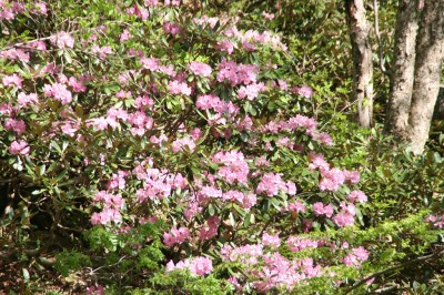 IMG_2311.jpg (416.64 KiB) 閲覧された回数 12979 回 シャクナゲ