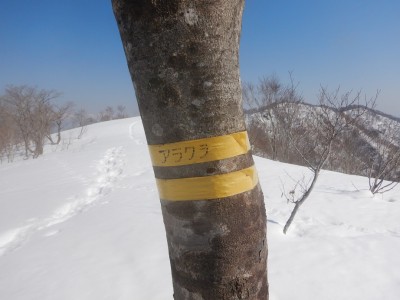 この木の上にはプレート無し