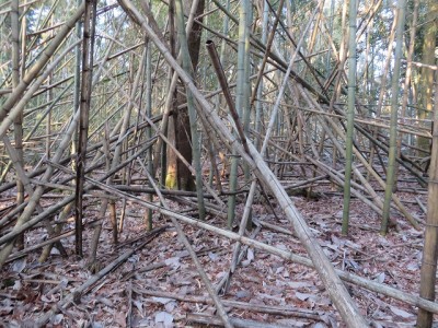 ひどい竹やぶで誰も通らないはず