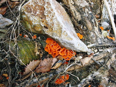 ● キレイなピンクのキノコちゃんだ。