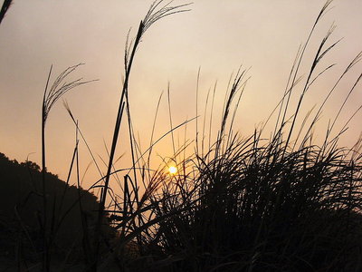 ● 枯れ尾花 すかして昇る 天照