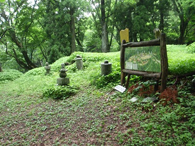夏の鶏足寺跡