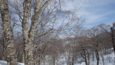 こんなブナの傍でランチでした