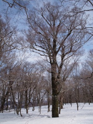 山毛欅の樹.jpg