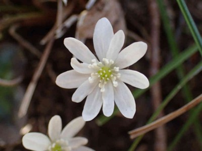 P3110056.jpg (38.3 KiB) 閲覧された回数 8370 回 ミスミソウ