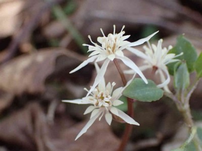 P3110067.jpg (39.9 KiB) 閲覧された回数 8370 回 セリバオウレン