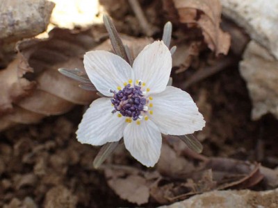 P3110077.jpg (44.21 KiB) 閲覧された回数 8354 回 セツブンソウ