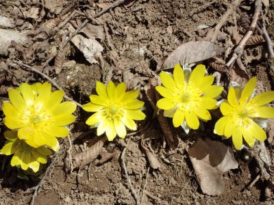 P3110084.jpg (120.79 KiB) 閲覧された回数 8354 回 福寿草