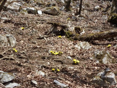 P3110089.jpg (156.55 KiB) 閲覧された回数 8354 回 福寿草