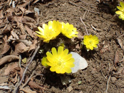 P3110093.jpg (114.78 KiB) 閲覧された回数 8347 回 福寿草