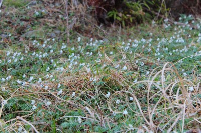 セツブンソウの群生（孫太尾根ではありません）
