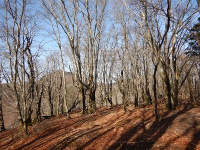 P1334雰囲気の良いブナ林