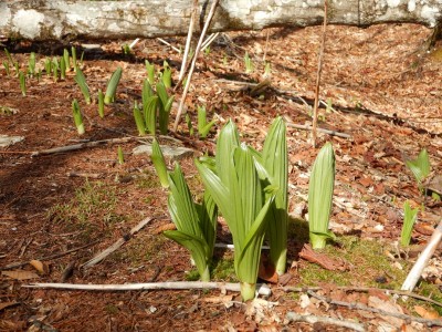 良く生えてる奴。これ何だっけ?