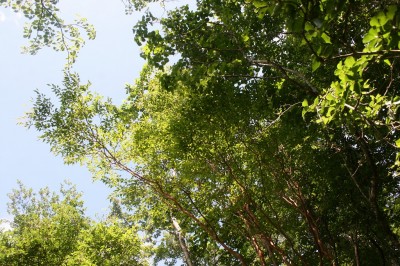 ヒメシャラの木