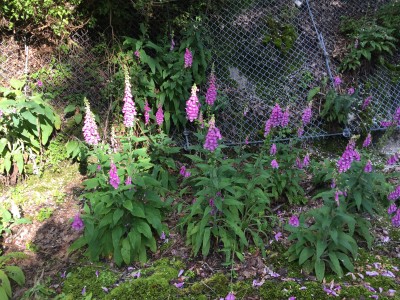 IMG_0163.JPG (4.03 MiB) 閲覧された回数 3798 回 ジキタリス これは本命ではありません これは本来あってはいけない花 本命はもっとかわいい花