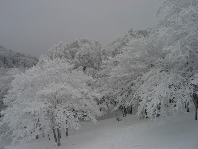 20080126_0184.jpg (572.32 KiB) 閲覧された回数 3791 回 明神平