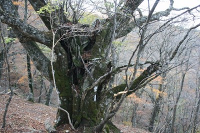 20081101_1226.jpg (127.97 KiB) 閲覧された回数 3788 回 ブナ